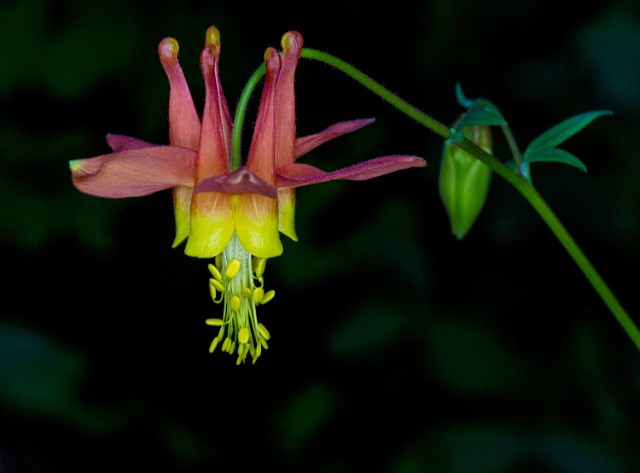 Aquilegia formosa - Columbine 14-4085.jpg